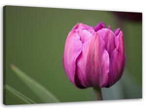 Obraz na plátně Fialový tulipán květ Rozměry: 60 x 40 cm
