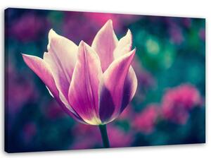 Obraz na plátně Otevřený tulipán Rozměry: 60 x 40 cm
