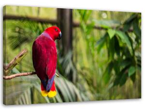 Obraz na plátně Papoušek z ráje Rozměry: 60 x 40 cm