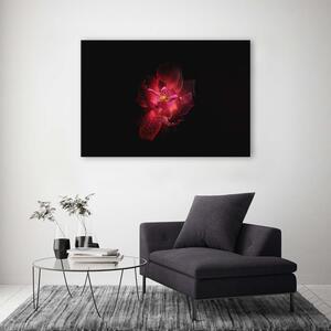 Obraz na plátně Noční květina Rozměry: 60 x 40 cm