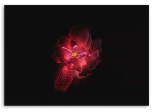 Obraz na plátně Noční květina Rozměry: 60 x 40 cm