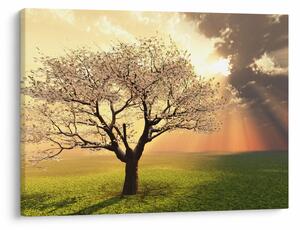 Obraz stromu na louce (70x50 cm)