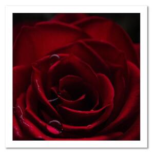 Obraz na plátně Přívěsek červené růže Rozměry: 30 x 30 cm