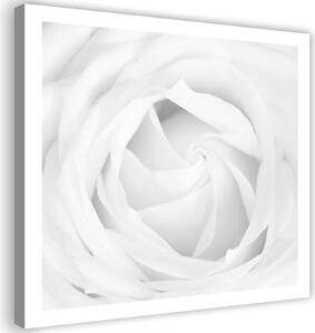 Obraz na plátně Bílá růže Rozměry: 30 x 30 cm