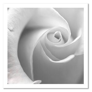 Obraz na plátně Bílá růže v detailním záběru Rozměry: 30 x 30 cm