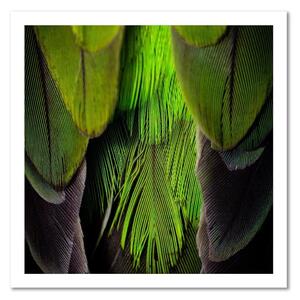 Obraz na plátně Lipově zelené peří Rozměry: 30 x 30 cm