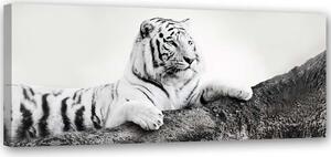 Obraz na plátně Pozorný tygr Rozměry: 90 x 30 cm