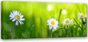 Obraz na plátně Sedmikrásky v trávě Rozměry: 90 x 30 cm