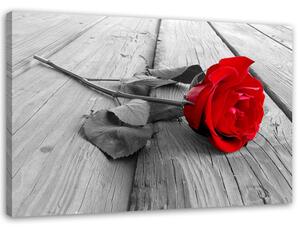 Obraz na plátně Červená růže Rozměry: 60 x 40 cm