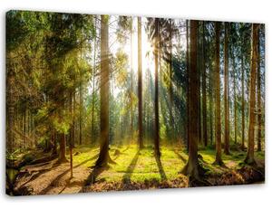 Obraz na plátně Paprsky ve slunném lese Rozměry: 60 x 40 cm