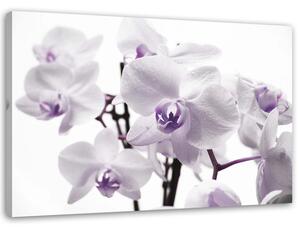 Obraz na plátně Bílá a fialová orchidej Rozměry: 60 x 40 cm