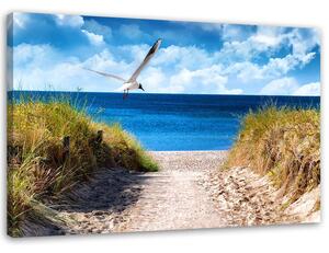 Obraz na plátně Cesta na pláž a racek Rozměry: 60 x 40 cm