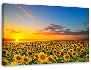 Obraz na plátně Louka slunečnic při západu slunce Rozměry: 60 x 40 cm
