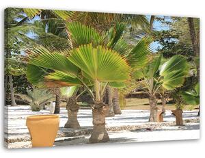Obraz na plátně Tropické stromy Rozměry: 60 x 40 cm