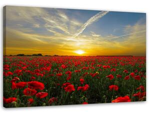 Obraz na plátně Louka červených máků na slunci Rozměry: 60 x 40 cm