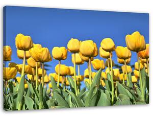 Obraz na plátně Žluté tulipány na louce Rozměry: 60 x 40 cm