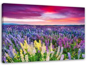 Obraz na plátně Louka v květech Rozměry: 60 x 40 cm