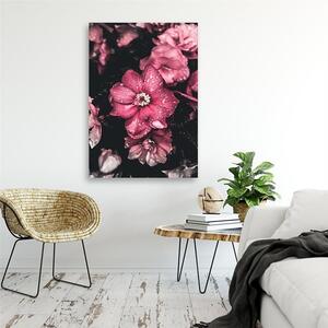 Obraz na plátně Růžové květy na tmavém pozadí Rozměry: 40 x 60 cm