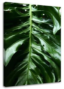 Obraz na plátně Hladký list rostliny monstera Rozměry: 40 x 60 cm