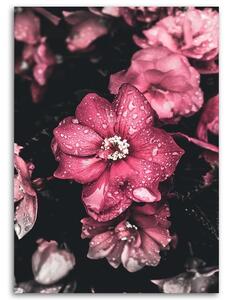Obraz na plátně Růžové květy na tmavém pozadí Rozměry: 40 x 60 cm