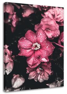 Gario Obraz Růžové květy na tmavém pozadí Velikost: 40 x 60 cm, Provedení: Obraz na plátně