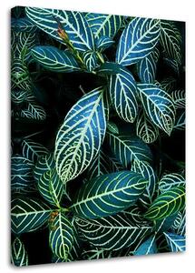 Obraz na plátně Listy tropických rostlin Rozměry: 40 x 60 cm