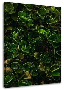 Obraz na plátně Zelené listy exotických rostlin Rozměry: 40 x 60 cm