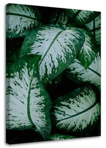 Obraz na plátně Tropické listy bílé a zelené Rozměry: 40 x 60 cm