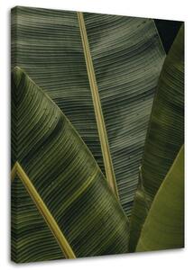 Obraz na plátně Tropické banánové listy Rozměry: 40 x 60 cm