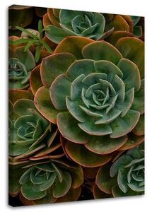 Obraz na plátně Zelená sukulentní květina Rozměry: 40 x 60 cm