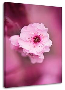 Obraz na plátně Třešňový květ na růžovém pozadí Rozměry: 40 x 60 cm