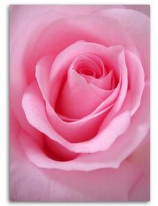 Obraz na plátně Růžové okvětní lístky růží Rozměry: 40 x 60 cm