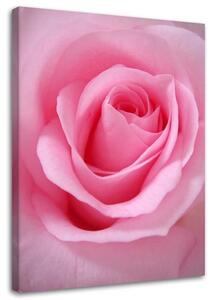 Gario Obraz Růžové okvětní lístky růží Velikost: 40 x 60 cm, Provedení: Obraz na plátně