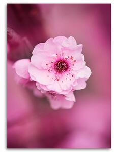 Obraz na plátně Třešňový květ na růžovém pozadí Rozměry: 40 x 60 cm