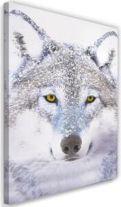 Obraz na plátně Bílý vlk ve sněhu Rozměry: 40 x 60 cm