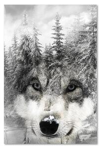 Obraz na plátně Vlk v zimní scenérii Rozměry: 40 x 60 cm