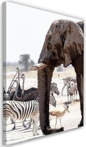 Obraz na plátně Zvířata na savaně - slon zebry pštrosi antilopy Rozměry: 40 x 60 cm