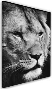 Obraz na plátně Černobílý lev Rozměry: 40 x 60 cm