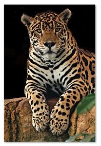 Obraz na plátně Leopard v klidu Rozměry: 40 x 60 cm