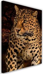 Obraz na plátně Leopardí fotografie na černém pozadí Rozměry: 40 x 60 cm