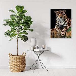 Obraz na plátně Leopard v klidu Rozměry: 40 x 60 cm