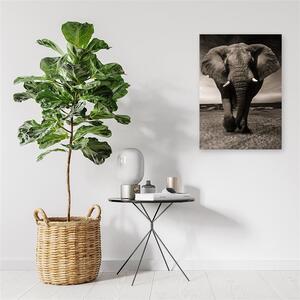 Obraz na plátně Slon na savaně Rozměry: 40 x 60 cm