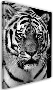 Obraz na plátně Černobílý tygr Rozměry: 40 x 60 cm
