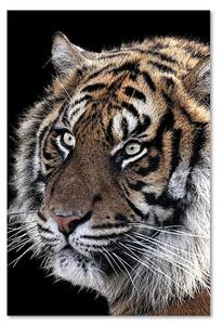 Obraz na plátně Tygr na černém pozadí Rozměry: 40 x 60 cm