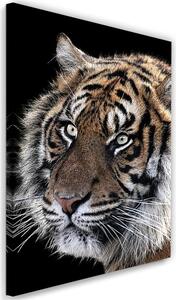 Obraz na plátně Tygr na černém pozadí Rozměry: 40 x 60 cm