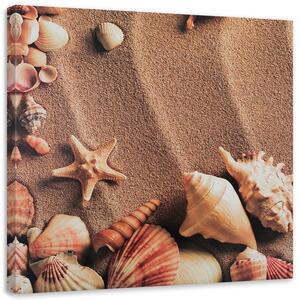 Obraz na plátně Mušle na suchém písku Rozměry: 30 x 30 cm