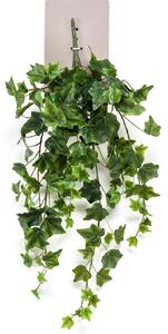 Popínavý břečťan, délka 70 cm - Zelená - 51 - 70 cm