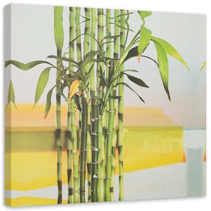 Obraz na plátně Nějaký zelený bambus Rozměry: 30 x 30 cm