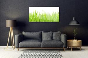 Obraz na skle Tráva Příroda Rostlina 100x50 cm