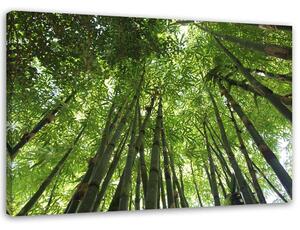 Obraz na plátně Bambusový les Rozměry: 60 x 40 cm